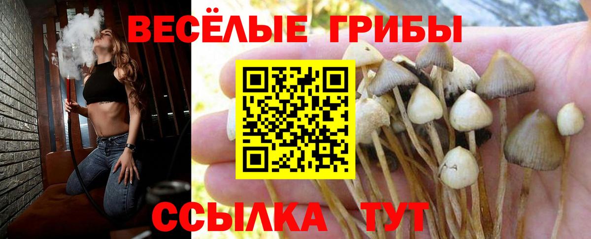 Шарыпово  дарнет шоп  Вход с VPN  Псилоцибиновые грибы Psilocybe 